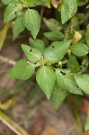 Common threeseed mercury