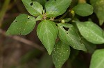 Common threeseed mercury