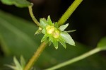 Common threeseed mercury