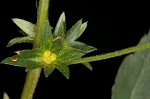 Common threeseed mercury