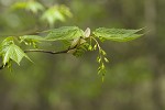 Striped maple