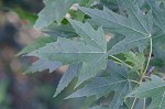 Silver maple