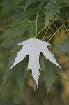 Silver maple