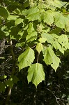 Mountain maple