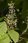 Mountain maple