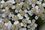 Yarrow