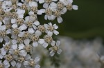 Yarrow