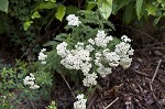 Yarrow