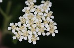 Yarrow