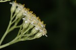 Yarrow