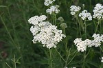 Yarrow