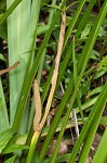 Sweetflag <BR>Calamus