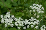 Bishop's goutweed