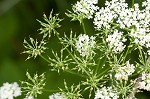 Bishop's goutweed