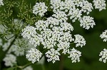 Bishop's goutweed