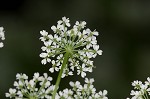 Bishop's goutweed