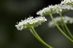 Bishop's goutweed