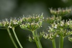 Bishop's goutweed