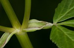 Bishop's goutweed