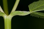 Bishop's goutweed