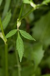 Bishop's goutweed