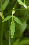 Bishop's goutweed