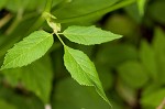 Bishop's goutweed