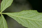 Bishop's goutweed