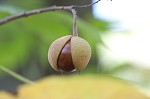 Red buckeye