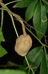 Red buckeye