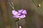 Scaleleaf false foxglove