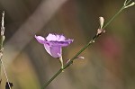 Scaleleaf false foxglove