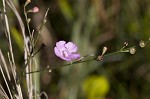 Scaleleaf false foxglove