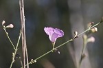 Scaleleaf false foxglove