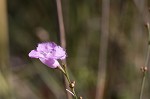 Scaleleaf false foxglove