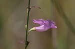 Scaleleaf false foxglove