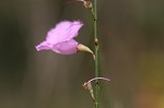 Scaleleaf false foxglove