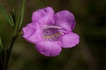 Beach false foxglove