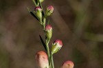 Beach false foxglove