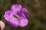 Beach false foxglove