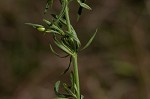 Beach false foxglove