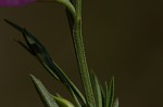 Beach false foxglove