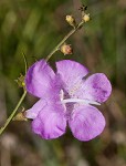 Beach false foxglove