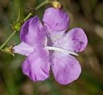 Beach false foxglove