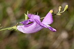 Beach false foxglove