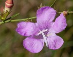 Beach false foxglove