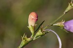 Beach false foxglove