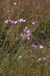 Beach false foxglove