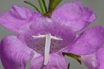 Beach false foxglove