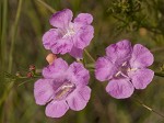 Beach false foxglove